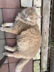 Lost Male Cat last seen Great Meadows and Repetition way, Katy, TX 77493