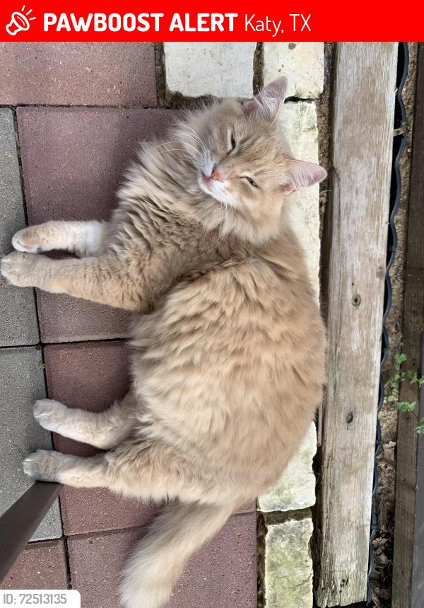 Lost Male Cat last seen Great Meadows and Repetition way, Katy, TX 77493