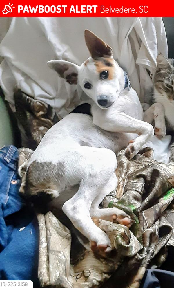 Lost Male Dog last seen Fairview Street Belvedere SC, Belvedere, SC 29841