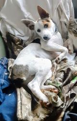 Lost Male Dog last seen Fairview Street Belvedere SC, Belvedere, SC 29841