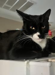 Lost Male Cat last seen Garfield st, Oxnard, CA 93030
