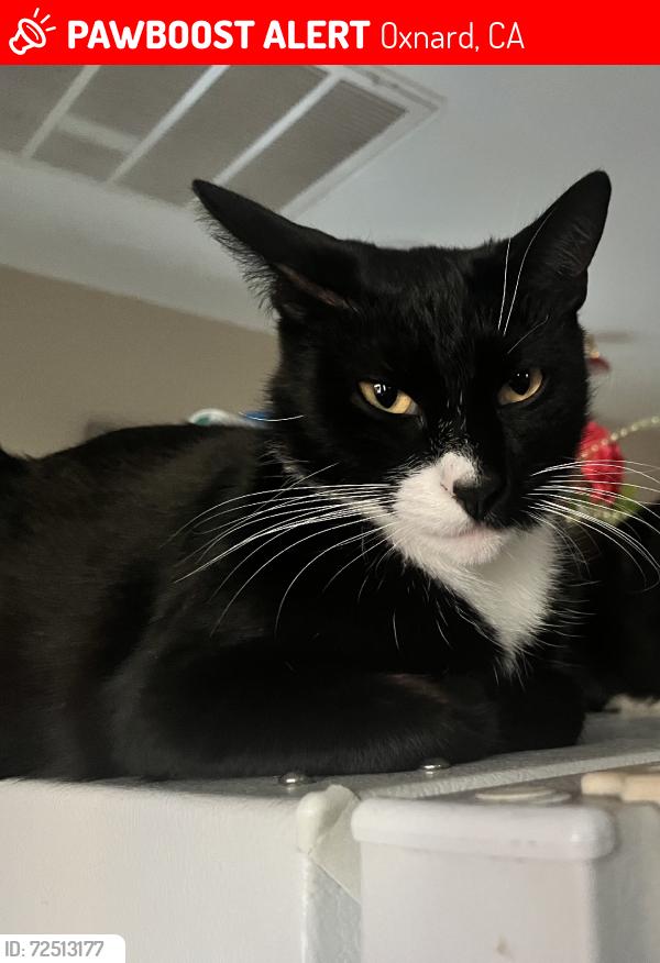 Lost Male Cat last seen Garfield st, Oxnard, CA 93030