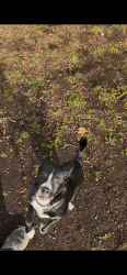 Lost Female Dog last seen Ta travel center, Troutdale, OR 97060