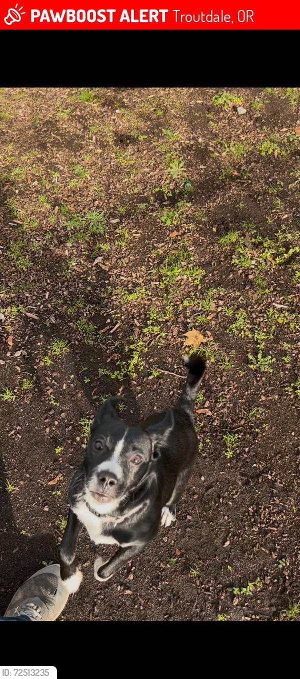 Lost Female Dog last seen Ta travel center, Troutdale, OR 97060