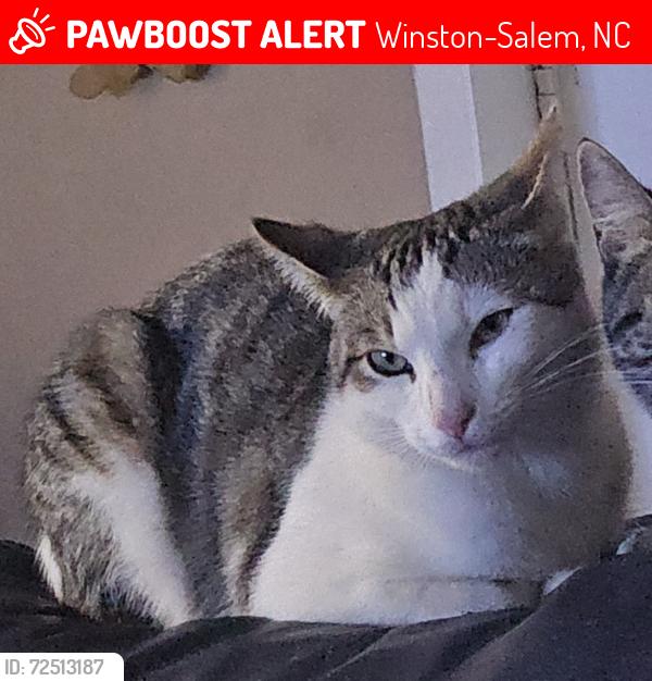 Lost Male Cat last seen Peters creek , Sedgewick st , Winston-Salem, NC 27127