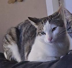 Lost Male Cat last seen Peters creek , Sedgewick st , Winston-Salem, NC 27127
