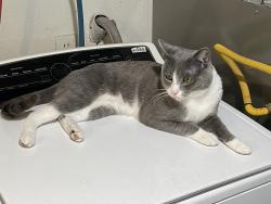 Lost Male Cat last seen Bangerter Highway and 4700 South, West Valley City, UT 84120