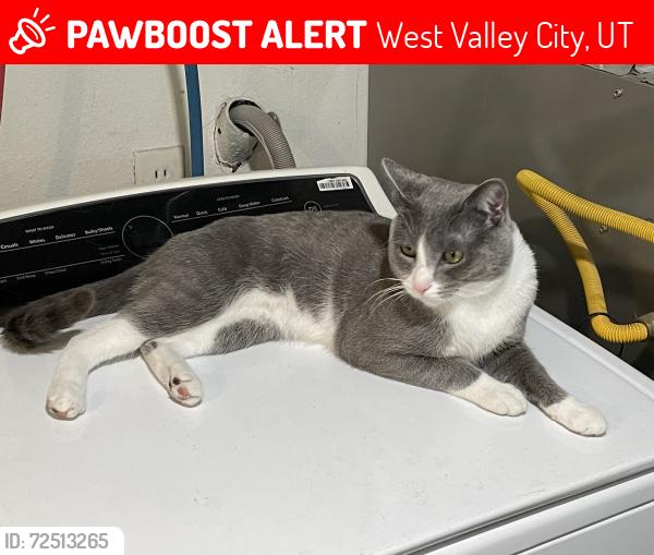 Lost Male Cat last seen Bangerter Highway and 4700 South, West Valley City, UT 84120
