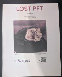 Lost Male Cat last seen Hume St. , Portland, OR 97219