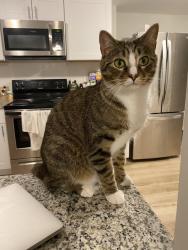 Lost Male Cat last seen Kroger , Atlanta, GA 30310