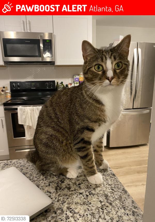 Lost Male Cat last seen Kroger , Atlanta, GA 30310