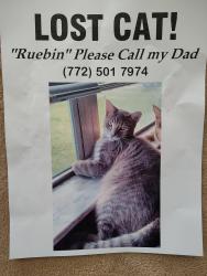 Lost Male Cat last seen 1st Street and 35th ave, Vero Beach, FL 32968