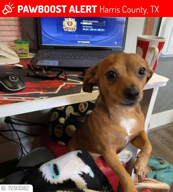 Lost Male Dog last seen salms Road, Harris County, TX 77449