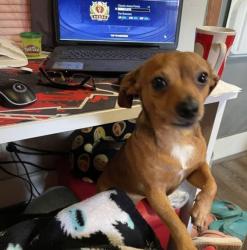 Lost Male Dog last seen salms Road, Harris County, TX 77449