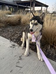 Reunited Female Dog last seen Audelia & Walnut St, Dallas, TX 75243