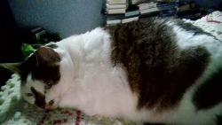 Lost Male Cat last seen near passaonaway and chatham, Billerica, MA 01821