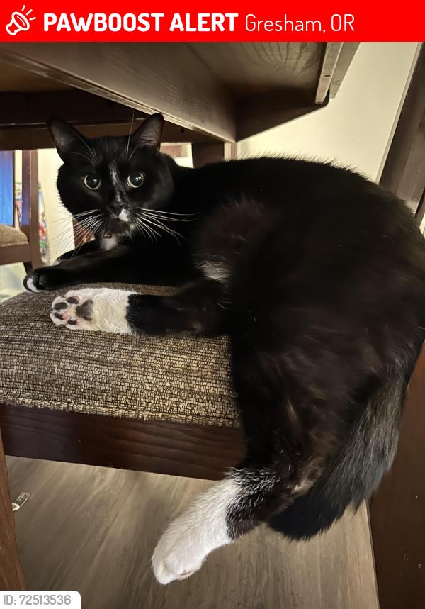 Lost Male Cat last seen El Camino dr, Gresham , Gresham, OR 97080