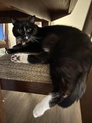 Lost Male Cat last seen El Camino dr, Gresham , Gresham, OR 97080