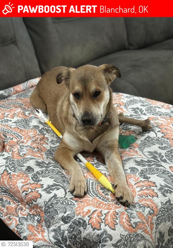 Lost Female Dog last seen SH 39 CR 2960, Blanchard, OK 73010