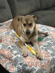 Lost Female Dog last seen SH 39 CR 2960, Blanchard, OK 73010