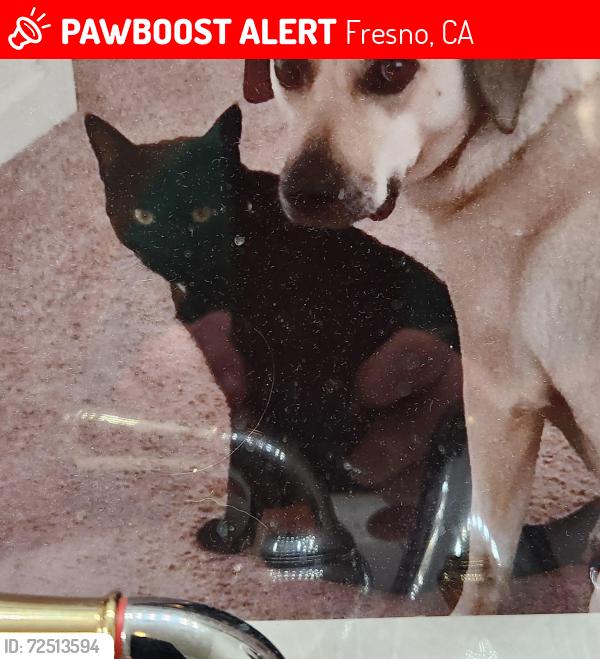 Lost Male Cat last seen Maple/Behymer, Fresno, CA 93720
