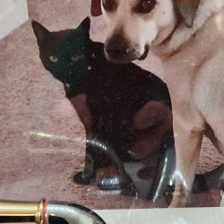 Lost Male Cat last seen Maple/Behymer, Fresno, CA 93720