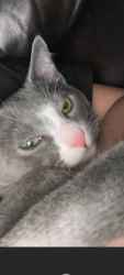 Lost Male Cat last seen Green Leigh trailer park , Chester, VA 23831