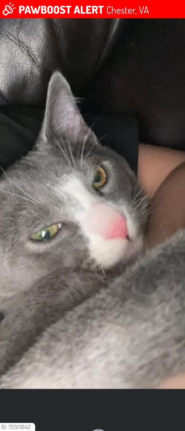 Lost Male Cat last seen Green Leigh trailer park , Chester, VA 23831