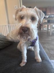 Lost Female Dog last seen S via Trujal , Sahuarita, AZ 85629