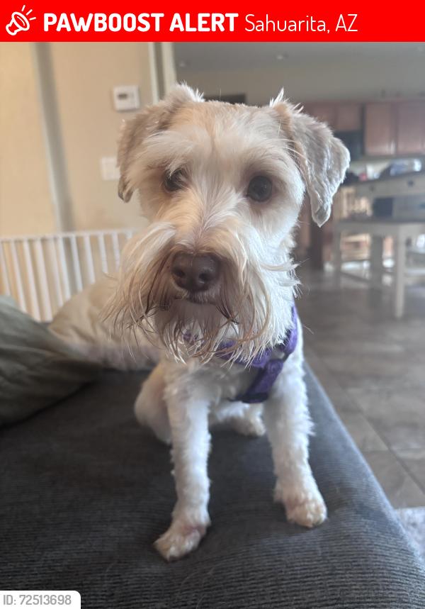 Lost Female Dog last seen S via Trujal , Sahuarita, AZ 85629
