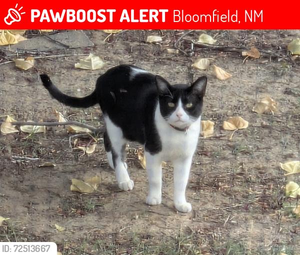 Lost Male Cat last seen Executive Dr, Blanco Blvd, Virginia Ann Ln, Saiz Ln, Hare St, Bloomfield, NM 87413