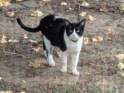 Lost Male Cat last seen Executive Dr, Blanco Blvd, Virginia Ann Ln, Saiz Ln, Hare St, Bloomfield, NM 87413