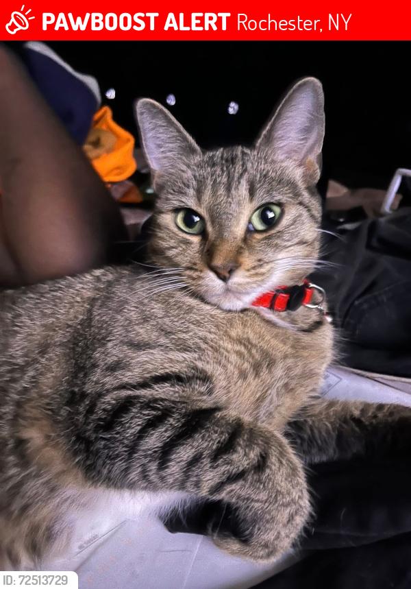 Lost Female Cat last seen Perpoint st , Rochester, NY 14613