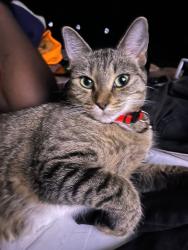 Lost Female Cat last seen Perpoint st , Rochester, NY 14613