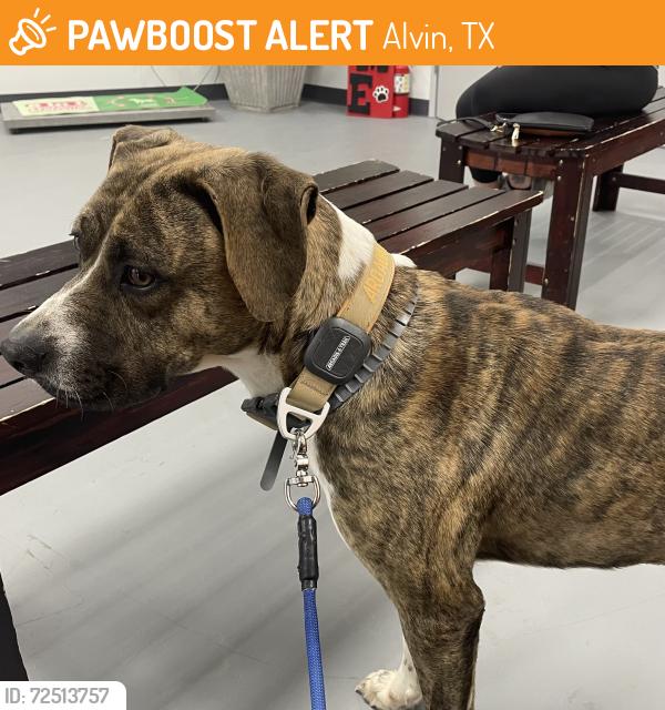 Found/Stray Male Dog last seen CR160 and Riverview Drive, Alvin, TX 77511