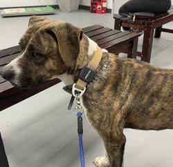 Found/Stray Male Dog last seen CR160 and Riverview Drive, Alvin, TX 77511