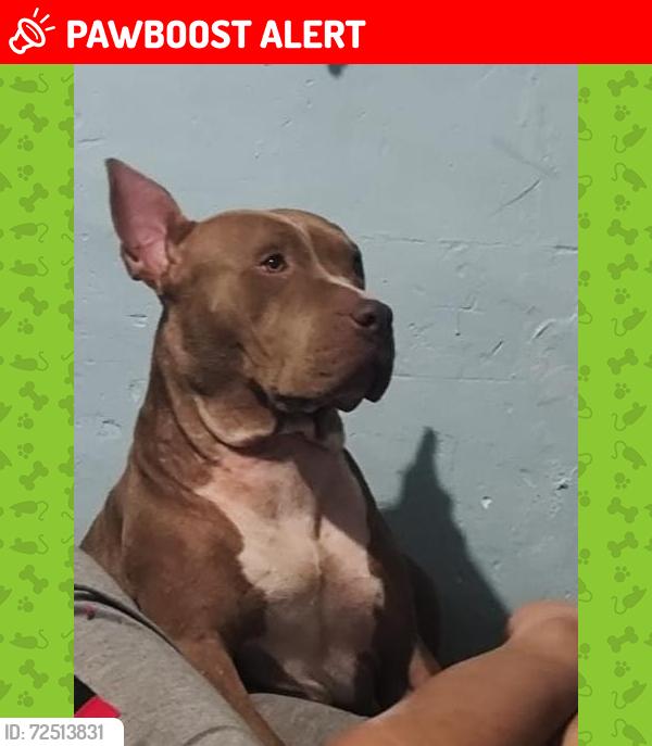 Lost Female Dog last seen Calle orquídea con roble , Naucalpan de Juárez, Méx. 