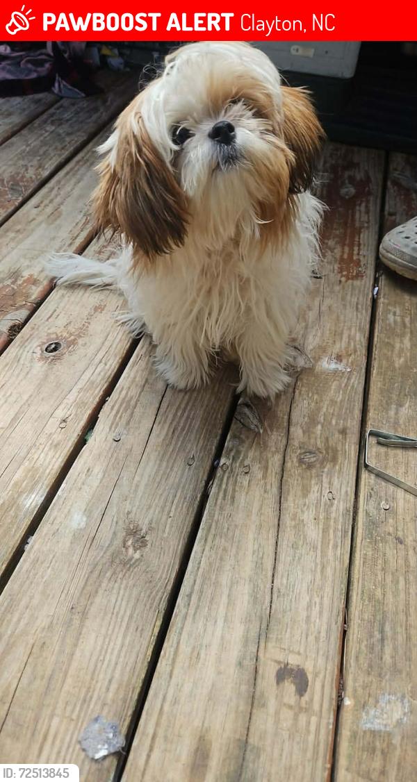 Lost Female Dog last seen Near  IRVAN  CLAYTON NC , Clayton, NC 27520