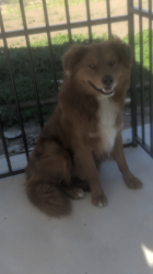 Found/Stray Male Dog last seen Nuevo road & lakeview, Nuevo, CA 92567