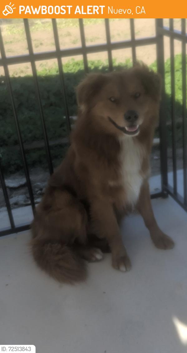 Found/Stray Male Dog last seen Nuevo road & lakeview, Nuevo, CA 92567