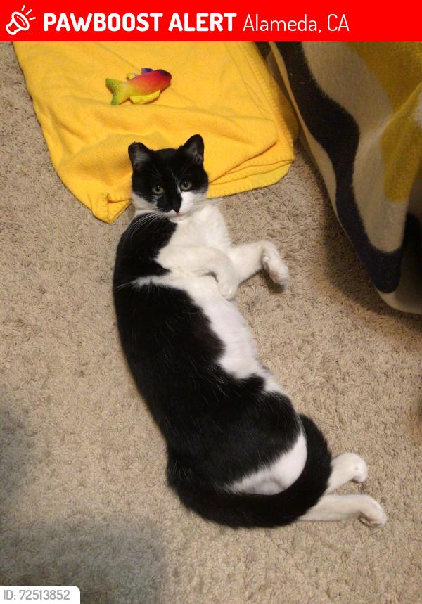 Lost Female Cat last seen Near alameda hospital , Alameda, CA 94501