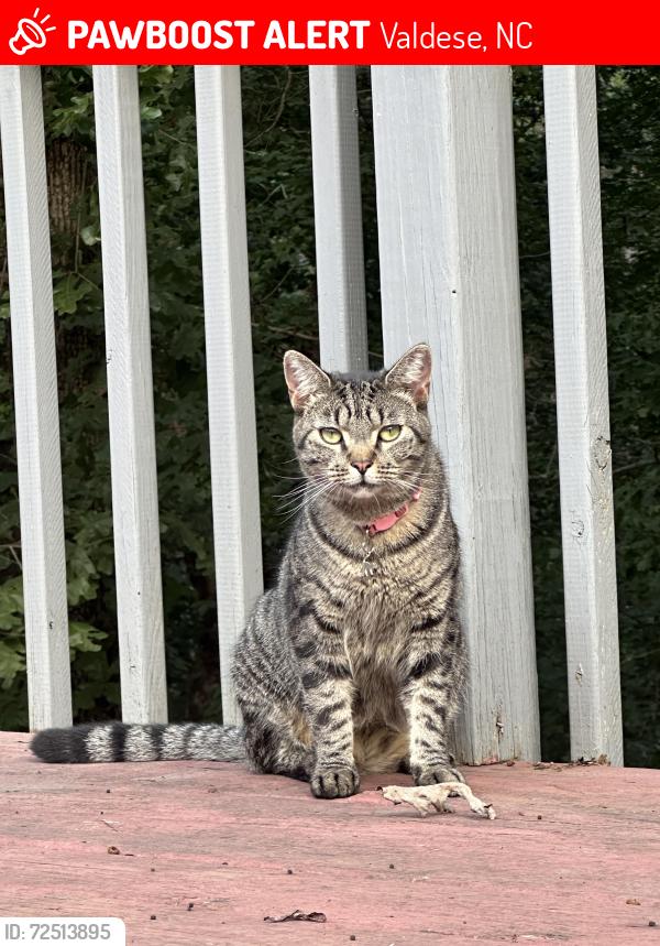 Lost Female Cat last seen Woods across from Club Circle Road, Valdese, NC 28690