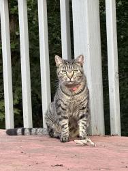Lost Female Cat last seen Woods across from Club Circle Road, Valdese, NC 28690