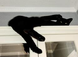 Lost Male Cat last seen Wyomina Park/Chazal Park area, Ocala, FL 34470