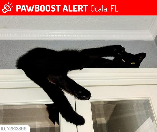 Lost Male Cat last seen Wyomina Park/Chazal Park area, Ocala, FL 34470