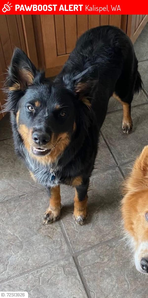 Lost Female Dog last seen Westside Calispell and Calicoma road , Kalispel, WA 99119