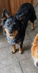 Lost Female Dog last seen Westside Calispell and Calicoma road , Kalispel, WA 99119