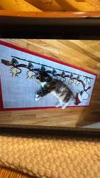 Lost Female Cat last seen Near Heath ave Warwick 02888, Warwick, RI 02888