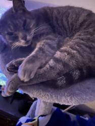 Lost Female Cat last seen Frates Rd and Ely Blvd, Petaluma, CA 94954