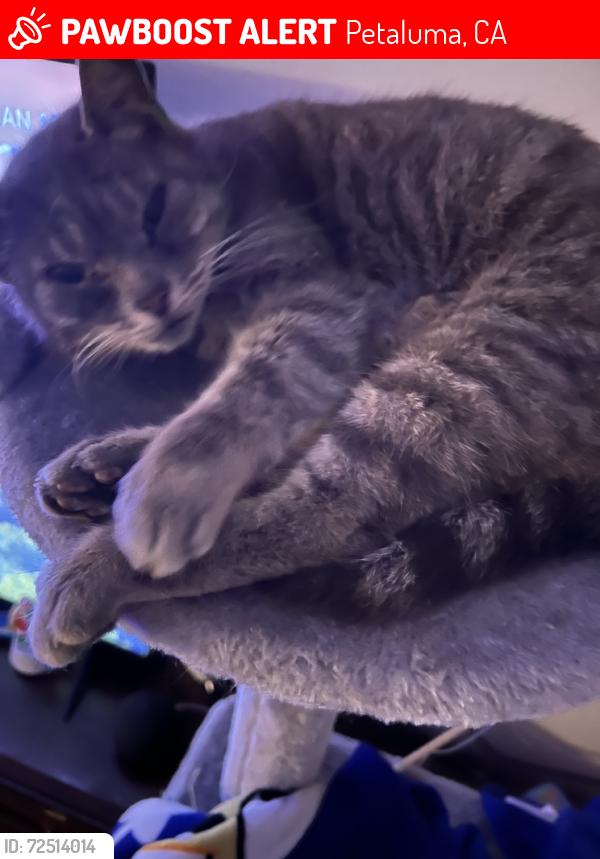 Lost Female Cat last seen Frates Rd and Ely Blvd, Petaluma, CA 94954